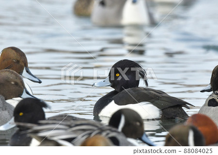 Kinkrochasshuro Kinkrochasshuro 88084025