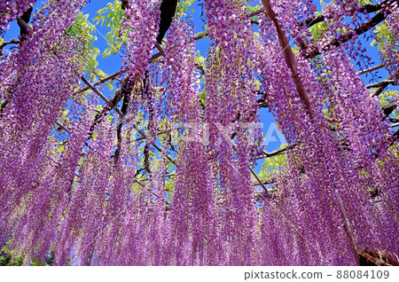 Ashikaga Flower Park, wisteria flowers Ashikaga Flower Park, wisteria flowers 88084109