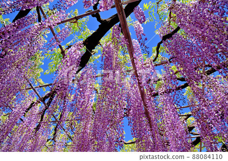 Ashikaga Flower Park, wisteria flowers 88084110