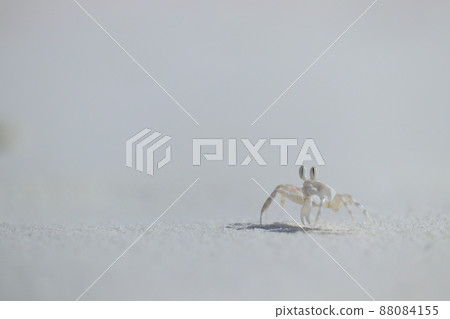 Sandy beach and white crab Sandy beach and white crab 88084155