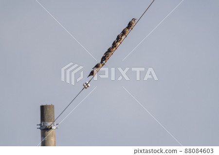 Starlings that stop side by side on electric wires Starlings that stop side by side on electric wires 88084603