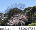櫻花樹在各種樹木中綻放 88084724