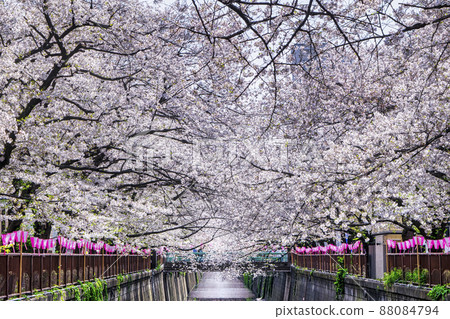 東京目黑川盛開的櫻花 88084794