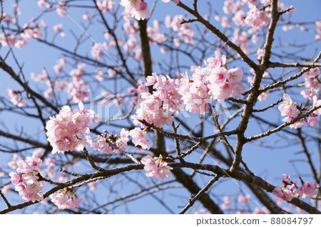 Sakura shining in the spring sunshine Sakura shining in the spring sunshine 88084797