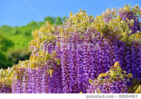 Ashikaga Flower Park, wisteria flowers Ashikaga Flower Park, wisteria flowers 88084863