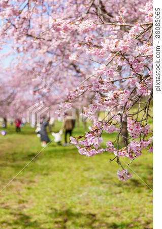 Take a walk along the cherry blossom trees in full bloom with your family Take a walk along the cherry blossom trees in full bloom with your family 88085065