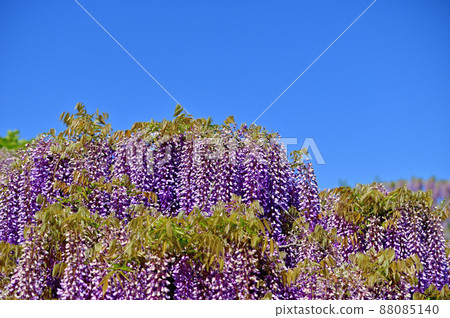 Ashikaga Flower Park, wisteria flowers Ashikaga Flower Park, wisteria flowers 88085140