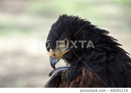 Harris's Hawk Beak [Harris Hawk's Eyes] 88085238