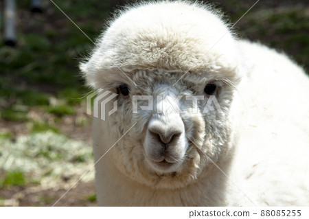 Cute white alpaca front face 88085255
