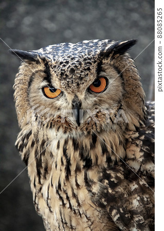 Bengal Eagle Owl glaring at the lens with a fearless look 88085265