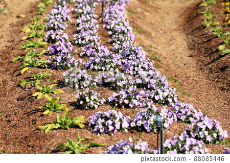 Viola flowers Viola flowers 88085446