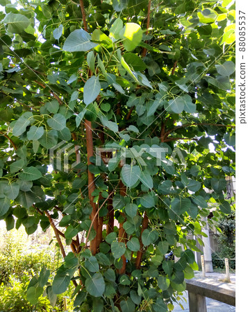 linden linden 88085537