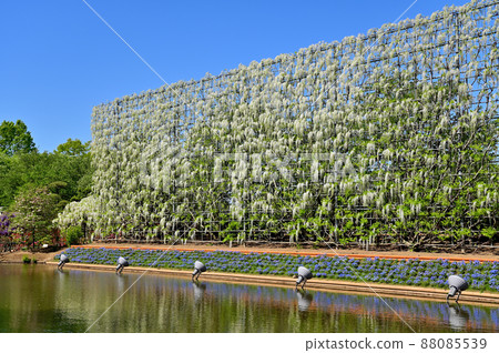 足利花卉公園,紫藤花 足利花卉公園,紫藤花 88085539