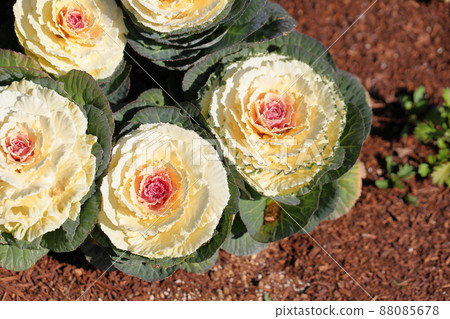 Habotan flowers Habotan flowers 88085678