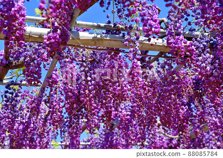 Ashikaga Flower Park, wisteria flowers Ashikaga Flower Park, wisteria flowers 88085784