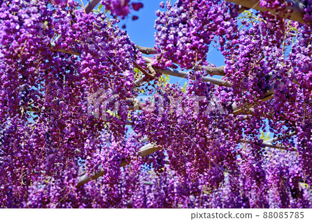 Ashikaga Flower Park, wisteria flowers Ashikaga Flower Park, wisteria flowers 88085785