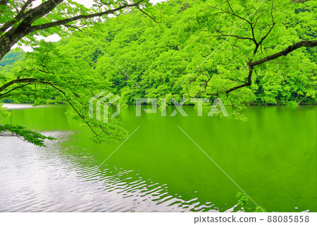 Fresh green lakeside Fresh green lakeside 88085858