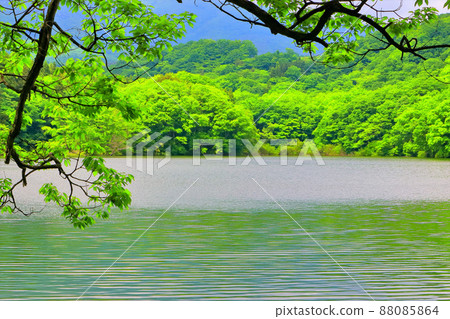 Fresh green elders lake Fresh green elders lake 88085864