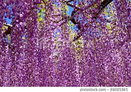 Ashikaga Flower Park, wisteria flowers Ashikaga Flower Park, wisteria flowers 88085865