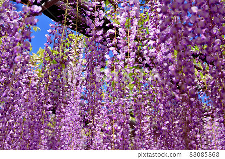 Ashikaga Flower Park, wisteria flowers 88085868