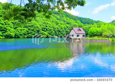 新鮮的綠色長輩湖 88085870