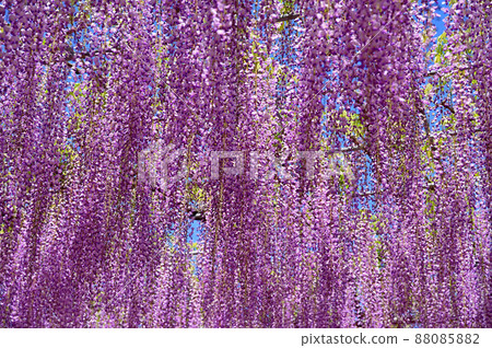 Ashikaga Flower Park, wisteria flowers 88085882