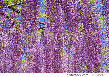 足利花卉公園,紫藤花 足利花卉公園,紫藤花 88085906