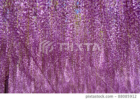 Ashikaga Flower Park, wisteria flowers Ashikaga Flower Park, wisteria flowers 88085912