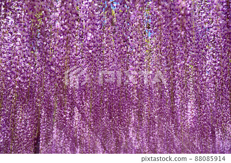 Ashikaga Flower Park, wisteria flowers Ashikaga Flower Park, wisteria flowers 88085914