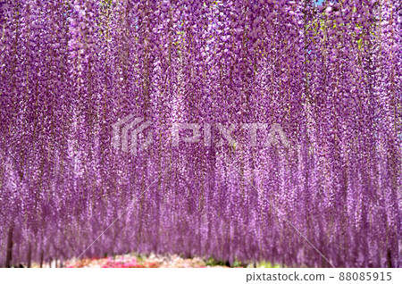 Ashikaga Flower Park, wisteria flowers Ashikaga Flower Park, wisteria flowers 88085915