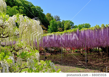 Ashikaga Flower Park, wisteria flowers Ashikaga Flower Park, wisteria flowers 88085916