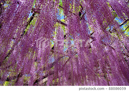 Ashikaga Flower Park, wisteria flowers 88086039