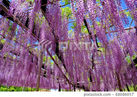Ashikaga Flower Park, wisteria flowers Ashikaga Flower Park, wisteria flowers 88086057