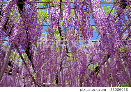 Ashikaga Flower Park, wisteria flowers Ashikaga Flower Park, wisteria flowers 88086058