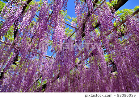 Ashikaga Flower Park, wisteria flowers Ashikaga Flower Park, wisteria flowers 88086059