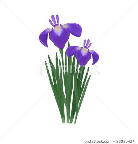 優雅的鳶尾花在水邊綻放，雨季鮮花，端午節，兒童節插圖 88086424
