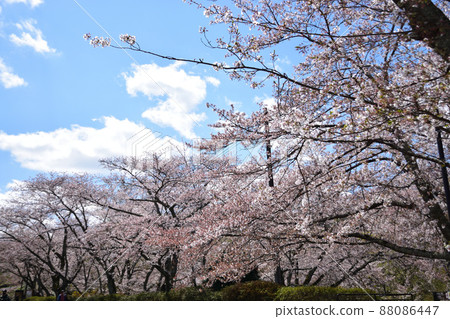 Blue sky and cherry blossoms 88086447