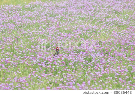 A pheasant is looking over here from the field of lotus 88086448