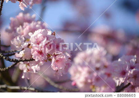 一張櫻花的照片，藍天閃耀著粉紅色 88086603