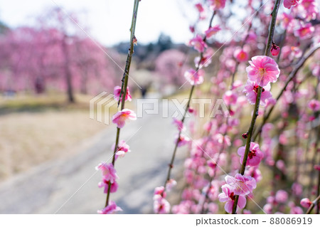 三重縣津市：早春粉紅梅花綻放的風早之鄉 88086919