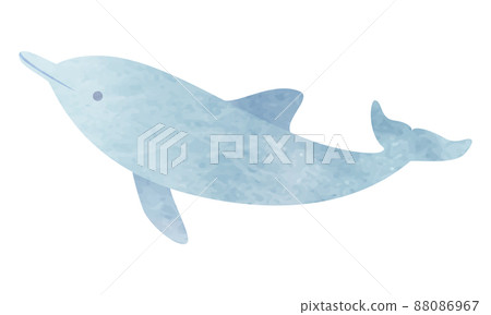 Dolphin vector illustration Dolphin vector illustration 88086967