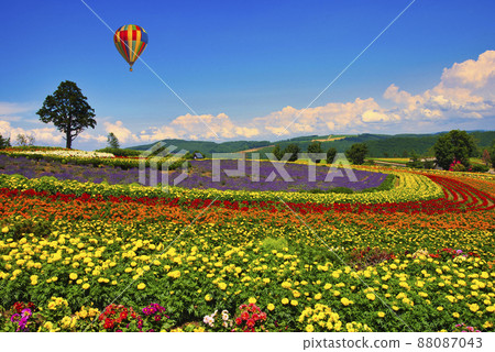 Beautiful flower field in Biei, a hill town 88087043