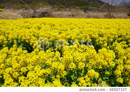 強姦在盛開的花田 88087107