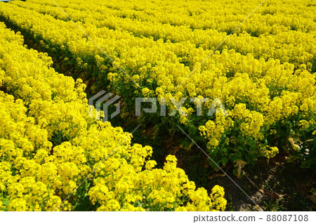 強姦在盛開的花田 88087108