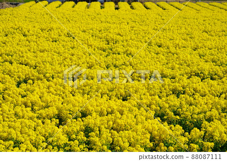 Rape flower field in full bloom Rape flower field in full bloom 88087111