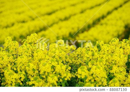 Rape flower field in full bloom 88087130