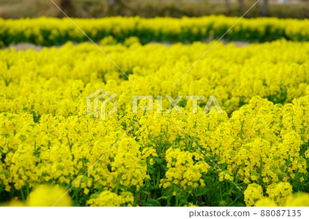 Rape flower field in full bloom Rape flower field in full bloom 88087135