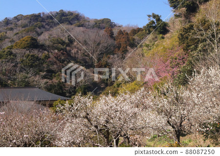 早春山 早春山 88087250