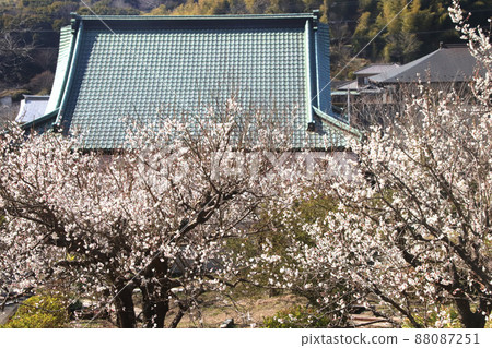 早春寺 早春寺 88087251