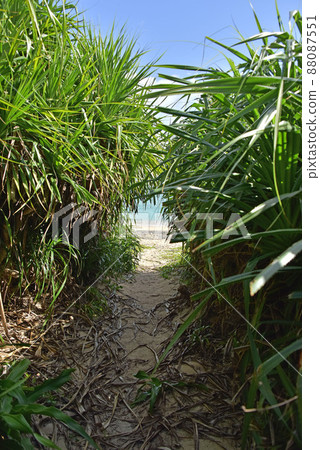 Path to the sea Path to the sea 88087551